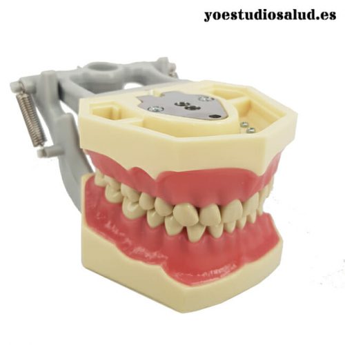 TIPODONTO AG3 ARTICULADO