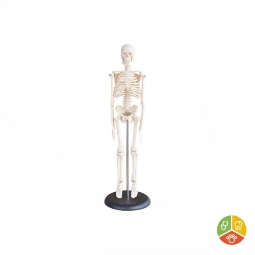 MODELO ESQUELETO HUMANO 42 CM