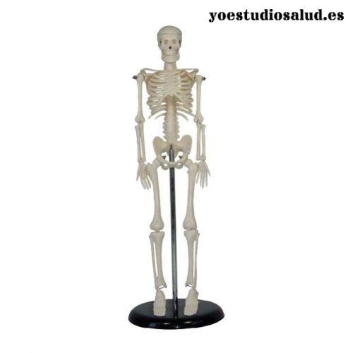 MODELO ESQUELETO HUMANO MINIATURA