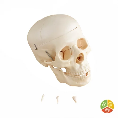 MODELO CRÁNEO HUMANO