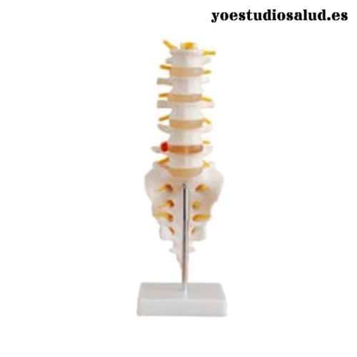 MODELO VÉRTEBRA LUMBAR