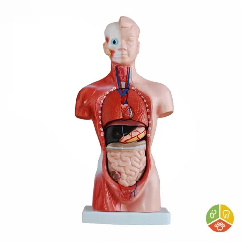 MODELO TORSO UNISEX 26 CM