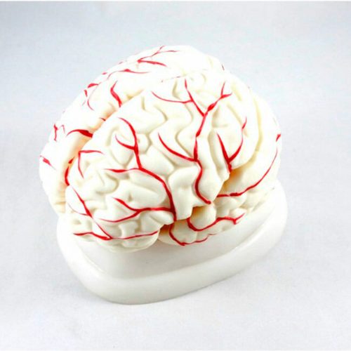 ARTMED MODELO CEREBRO HUMANO IT047