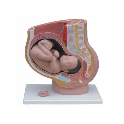 ANATOMIC MODEL PELVIS WOMAN 4 PARTS IT-063