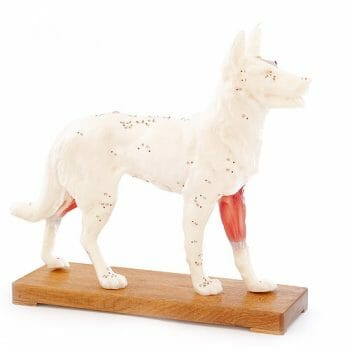 ARTMED ACUPUNCTURE DOG MODEL IT107