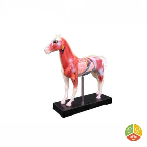 MODELO CABALLO ACUPUNTURA