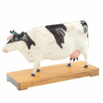 ARTMED ACUPUNCTURE COW MODEL IT109