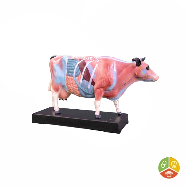 MODELO VACA ACUPUNTURA