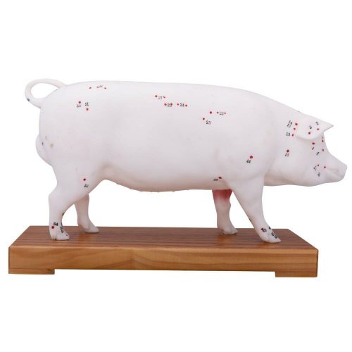 ARTMED MODELO PUERCO ACUPUNTURA IT110