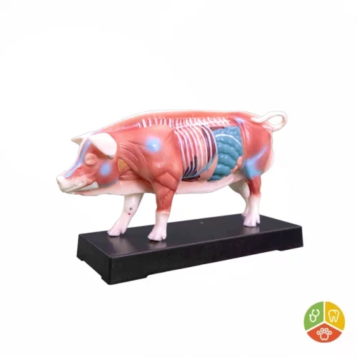 MODELO CERDO ACUPUNTURA