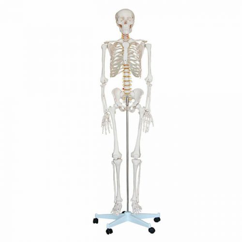 ARTMED MODELO ESQUELETO HUMANO 180 CM