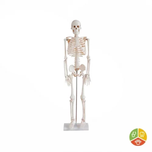 MODELO ESQUELETO HUMANO 85 CM