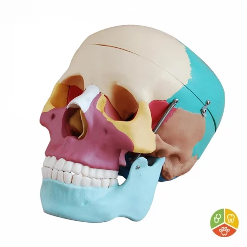 MODELO CRÁNEO HUESOS COLORIDOS