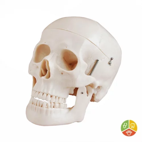 MODELO CRÁNEO HUMANO DELUXE