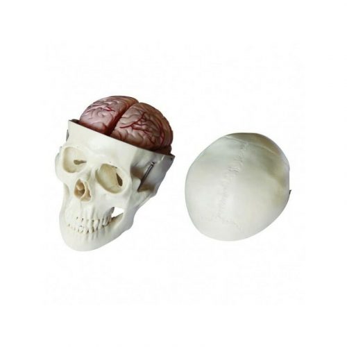 ARTMED MODÈLE CRÂNE CERVEAU 8 PIÈCES XC104E