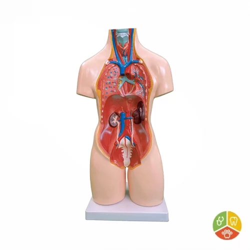 MODELO TORSO UNISEX 55 CM