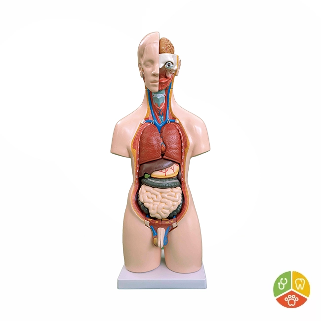 MODELO TORSO UNISEX 55 CM - Imagen 3