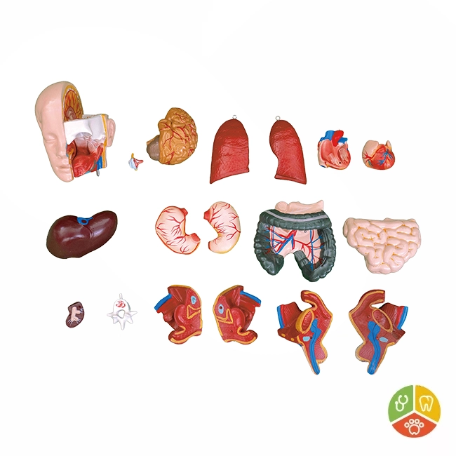 MODELO TORSO UNISEX 55 CM - Imagen 4