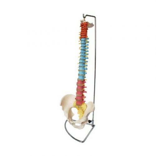 ARTMED MODELO COLUMNA VERTEBRAL CON PELVIS XC105C