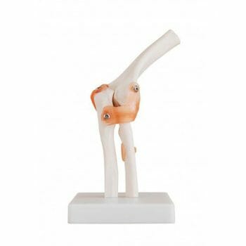 ANATOMIC MODEL ARTICULATION ELBOW REAL SIZE XC-112