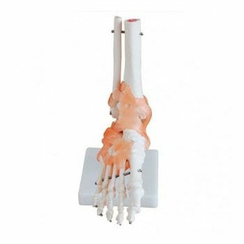 ANATOMIC MODEL FOOT JOINT WITH LIGAMENTS REAL SIZE XC-113A