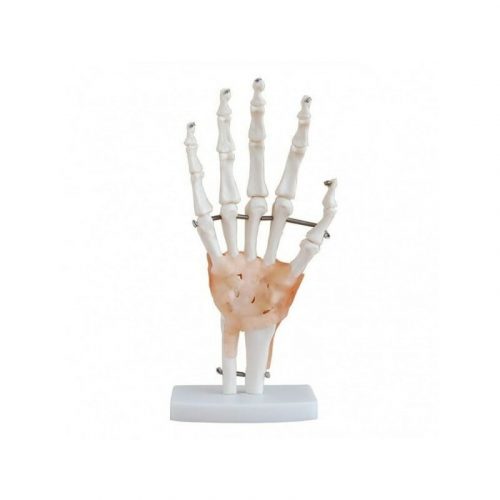 ARTMED MODELO ARTICULACIÓN MANO