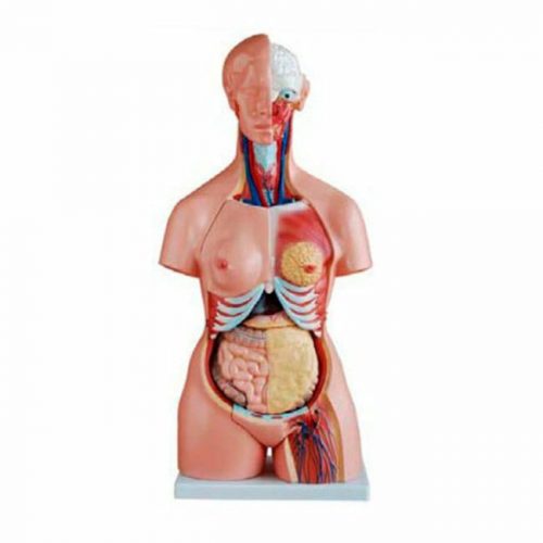 ARTMED MODELO TRONCO HUMANO UNISEX 21PARTS XC204A
