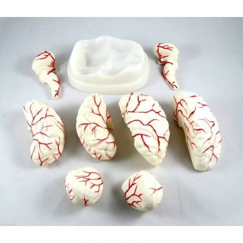 ARTMED MODELO CEREBRO CON ARTERIAS 8 P XC308