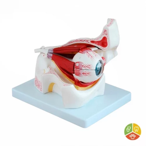 MODELO MÉDICO OJO HUMANO CON ÓRBITA