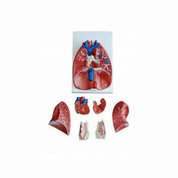 ANATOMICAL LARYNX HEART AND LUNG MODEL XC-320