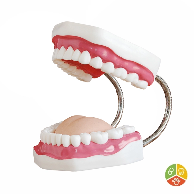 MODELO CUIDADO DENTAL - Imagen 2