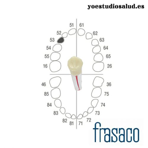 Frasaco Diente Infantil Endodoncia #53