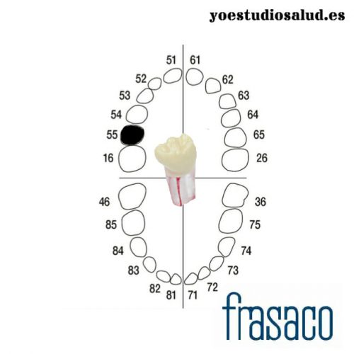 Frasaco Diente Infantil Endodoncia #55