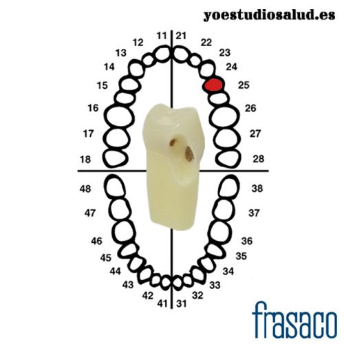 FRASACO DIENTE CARIADO ZSDK 24