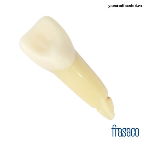 DIENTE ANA4Z3RN-11 FRASACO