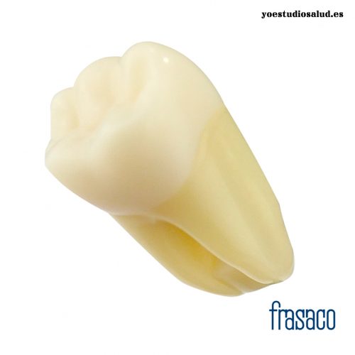 DIENTE ANA4Z3RN-36 FRASACO